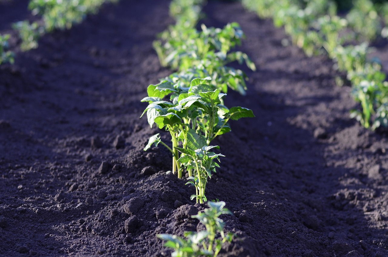 field, potatoes, harvest, landing, agriculture, plant, green, summer, vegetable garden, leaves, nature, vegetables, garden, tops, land, potatoes, vegetable garden, vegetable garden, vegetable garden, vegetable garden, vegetable garden