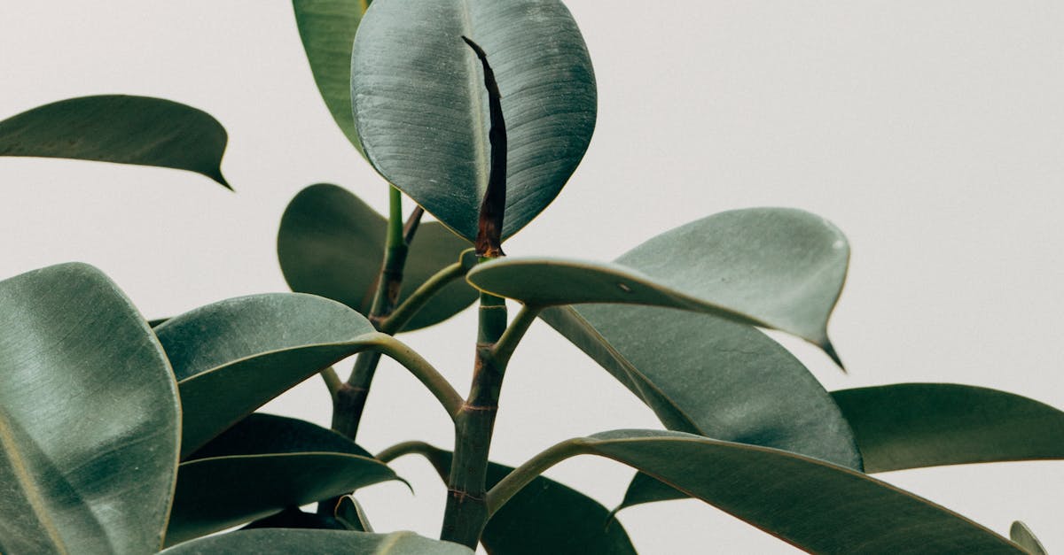 Close-up of rubber plant leaves with vibrant green hues against a minimalist off-white background.